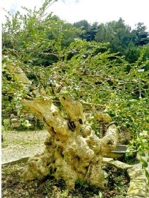 西部贵阳盆景联盟交接仪