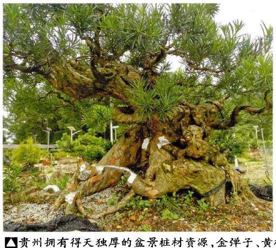 西部贵阳盆景联盟交接仪