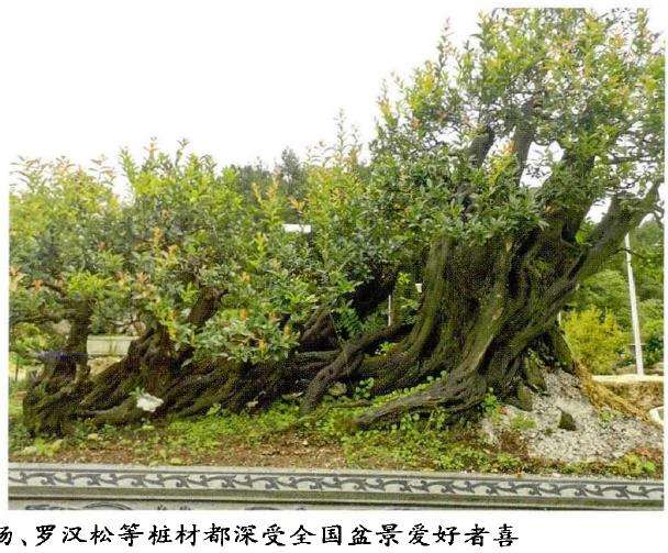 西部贵阳盆景联盟交接仪