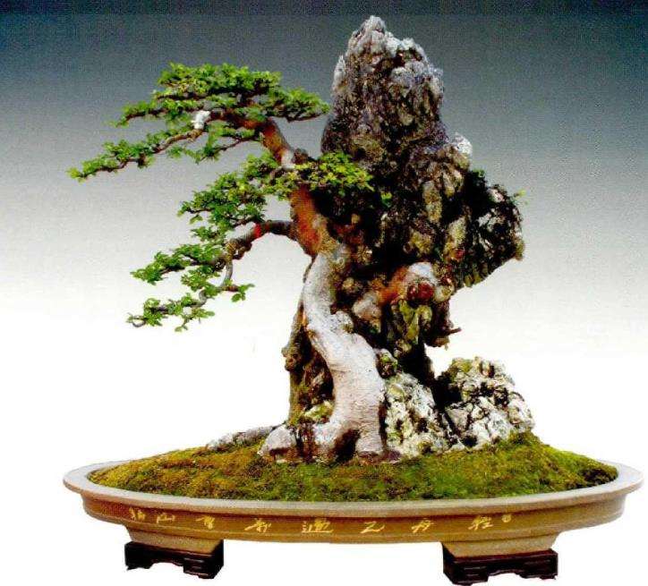 榆树盆景怎么平衡树势的3个方法