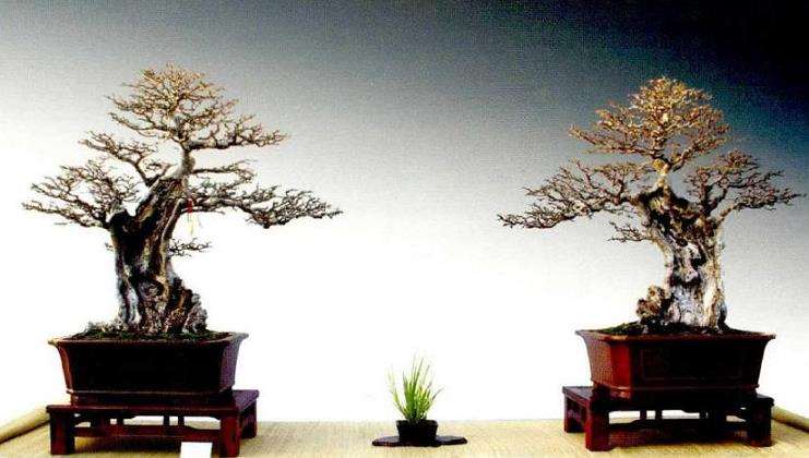 榆树盆景怎么定干裁剪