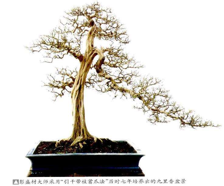图解 彭盛材盆景怎么快速造型的12个步骤