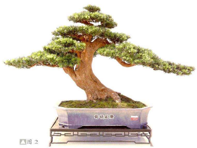 图解 彭盛材盆景怎么快速造型的12个步骤