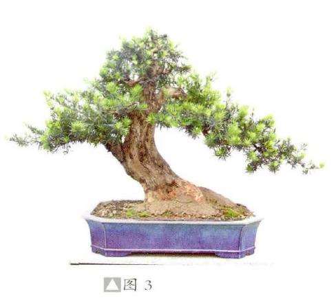 图解 彭盛材盆景怎么快速造型的12个步骤