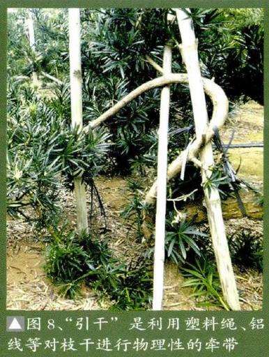 图解 彭盛材盆景怎么快速造型的12个步骤