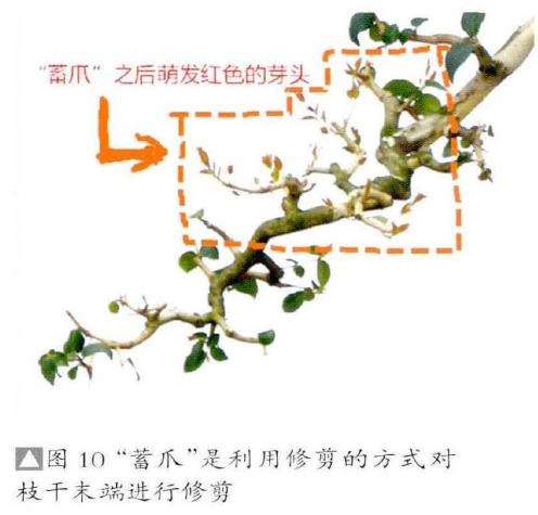 图解 彭盛材盆景怎么快速造型的12个步骤