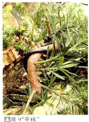 图解 彭盛材盆景怎么快速造型的12个步骤