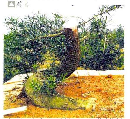 图解 彭盛材盆景怎么快速造型的12个步骤