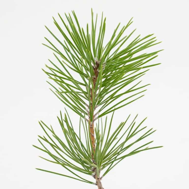 图解 黑松盆景怎么拉针的5种方法