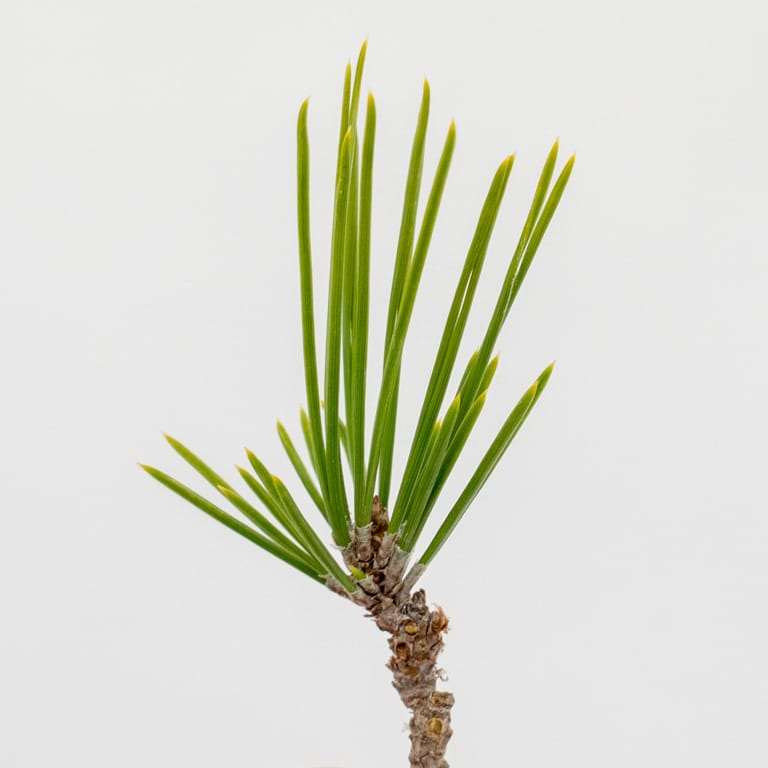 图解 黑松盆景怎么拉针的5种方法