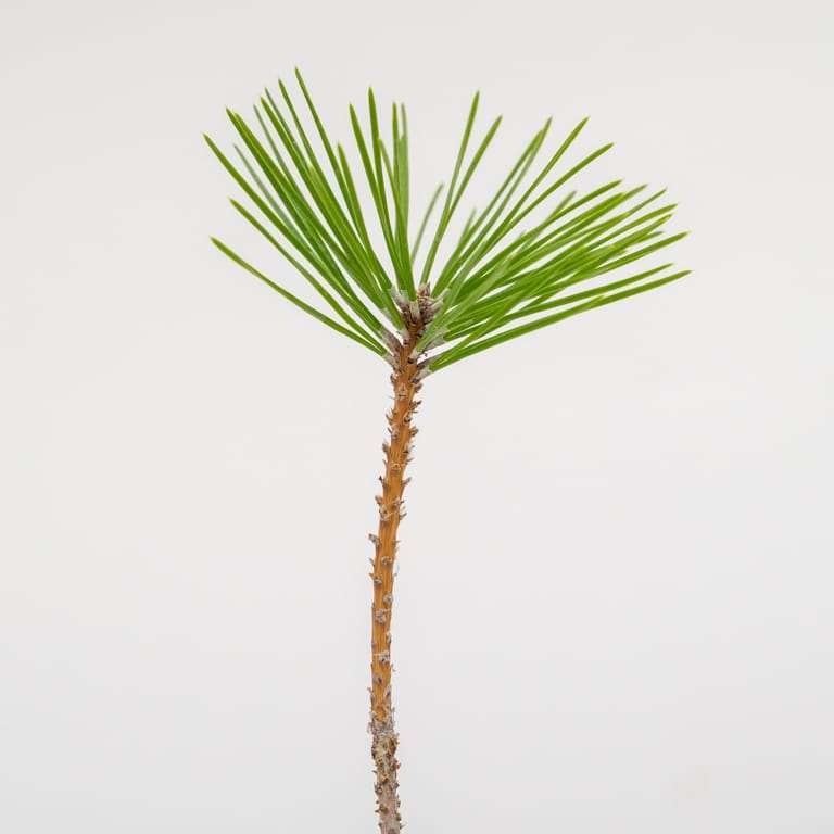 图解 黑松盆景怎么拉针的5种方法