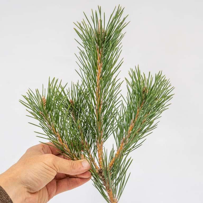 图解 黑松盆景怎么拉针的5种方法