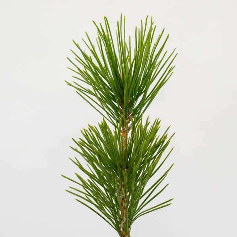 图解 黑松盆景怎么拉针的5种方法