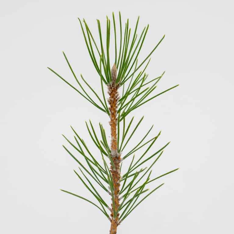 图解 黑松盆景怎么拉针的5种方法