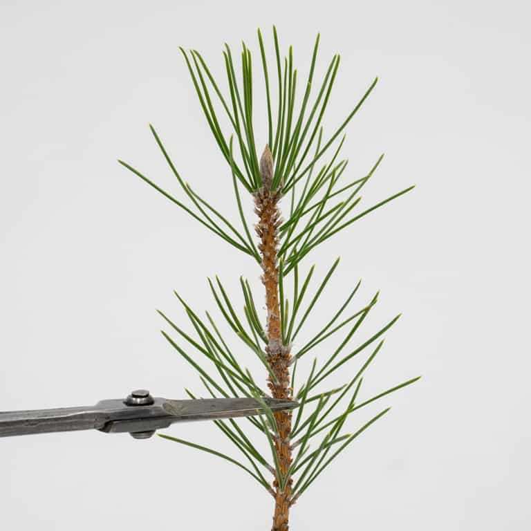 图解 黑松盆景怎么拉针的5种方法