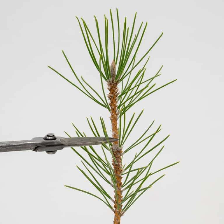 图解 黑松盆景怎么拉针的5种方法