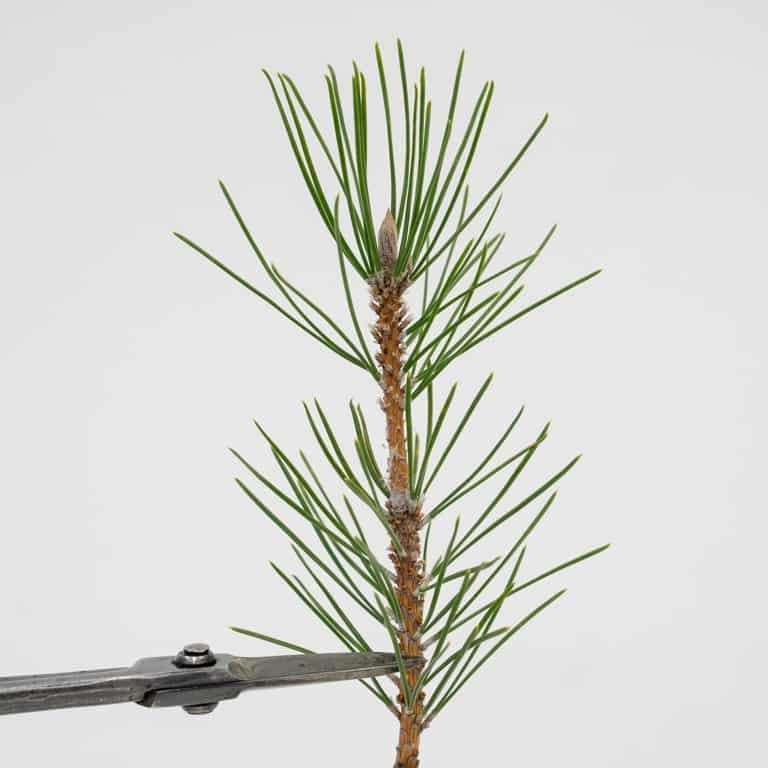 图解 黑松盆景怎么拉针的5种方法