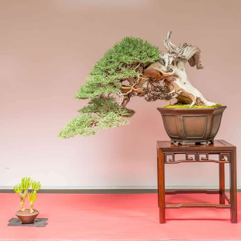 加州举办一场盆景展