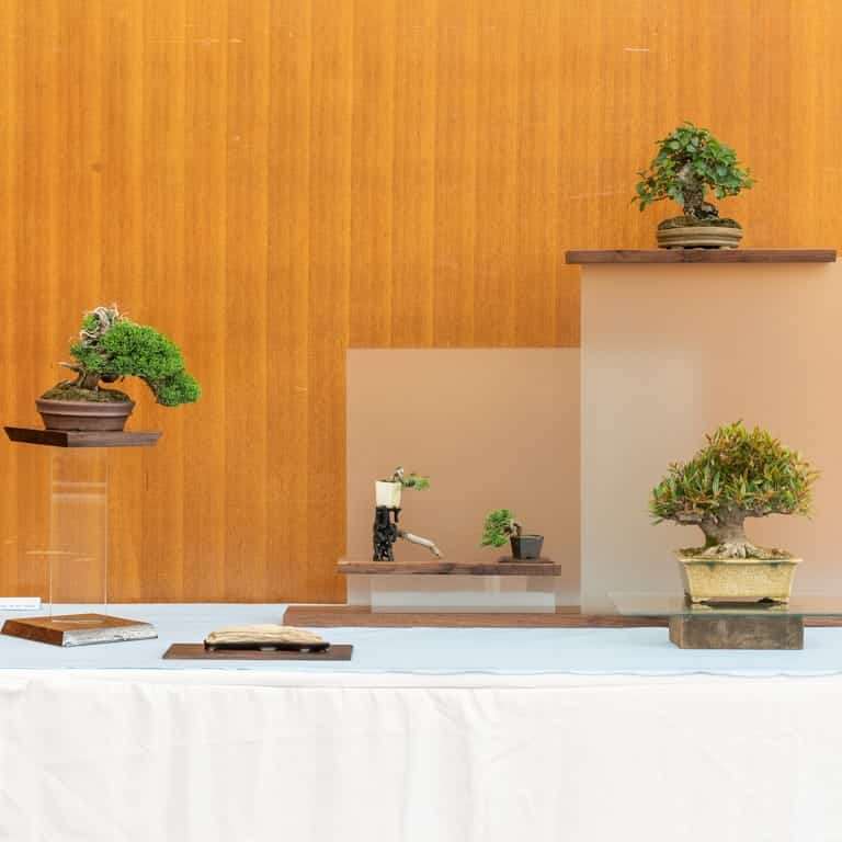 加州举办一场盆景展