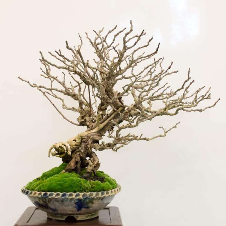 加州举办一场盆景展