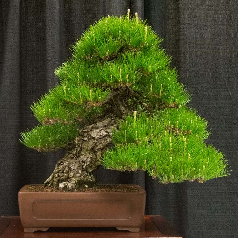 加州举办一场盆景展