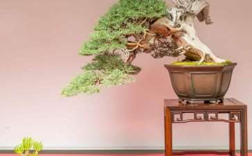 2021年7月 加州举办一场盆景展 图片