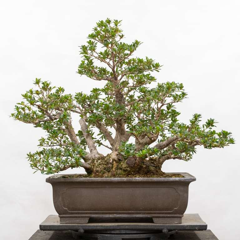 秋季修剪小月杜鹃花盆景