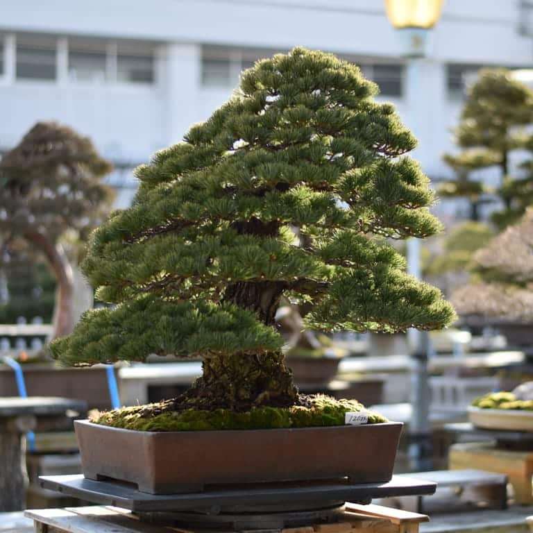 盆景帝国的高级课程回顾 图片