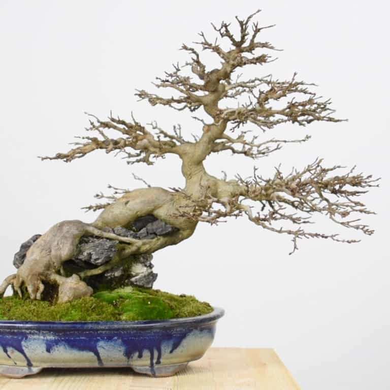 盆景帝国的高级课程回顾 图片