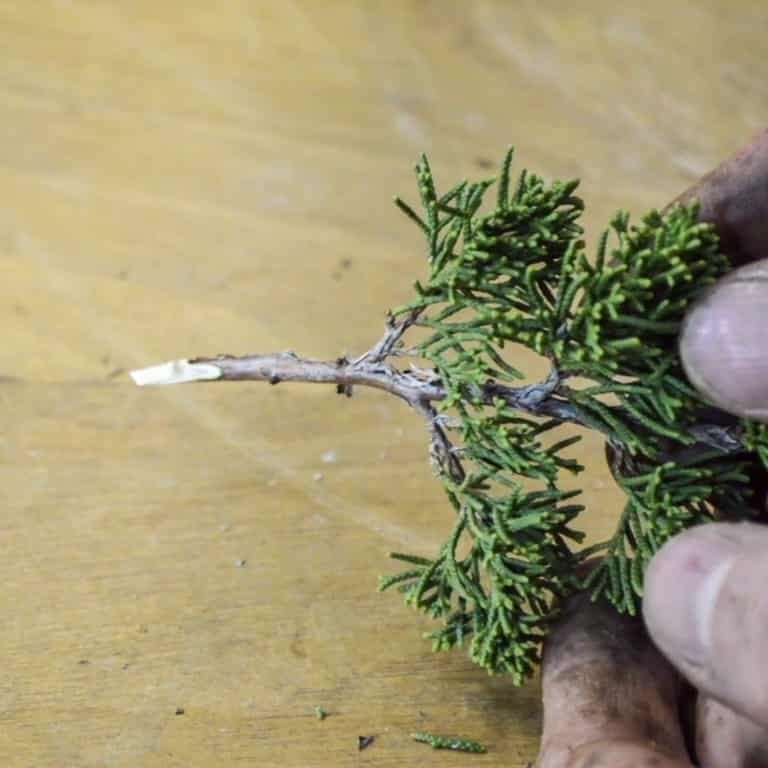 盆景帝国的高级课程回顾 图片