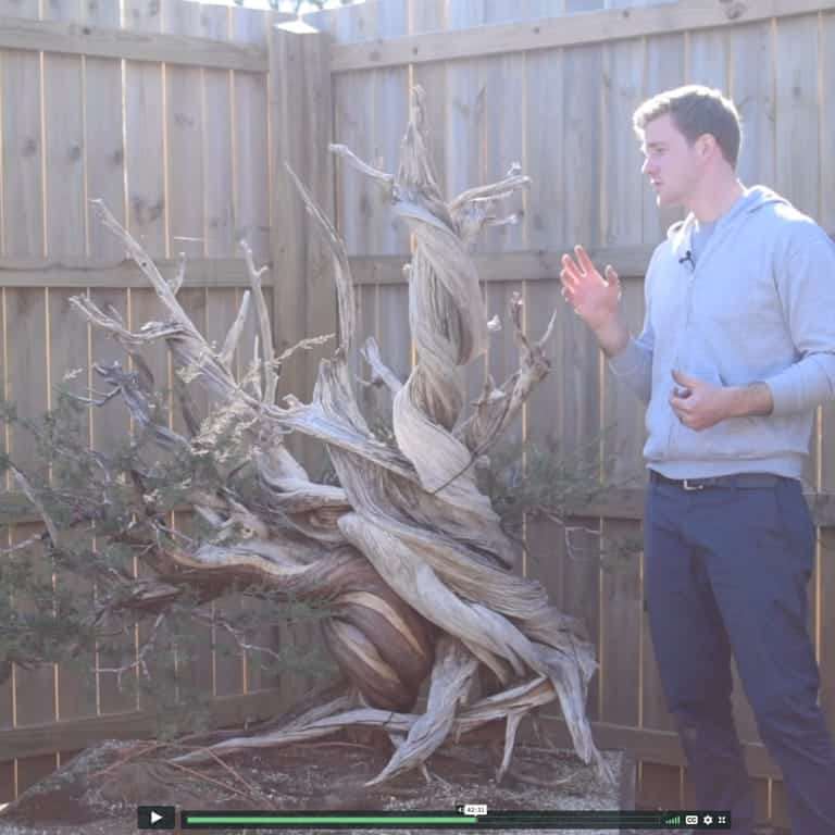 盆景帝国的高级课程回顾 图片