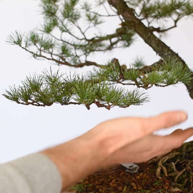 盆景帝国的高级课程回顾 图片