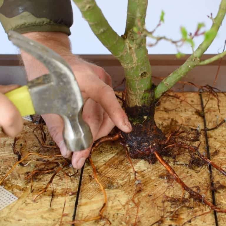 盆景帝国的高级课程回顾 图片