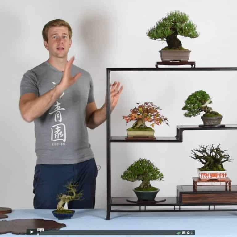 盆景帝国的高级课程回顾 图片