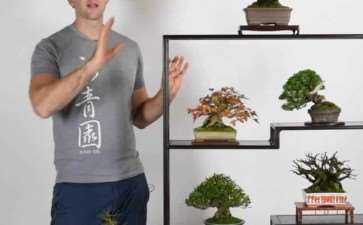 盆景帝国的高级课程回顾 图片