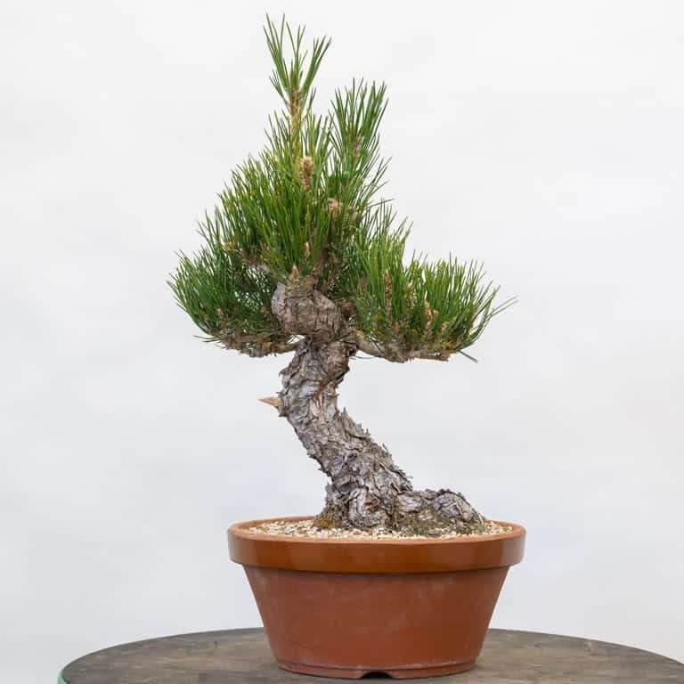 老外蟠扎修剪黑松盆景4年 对比图片