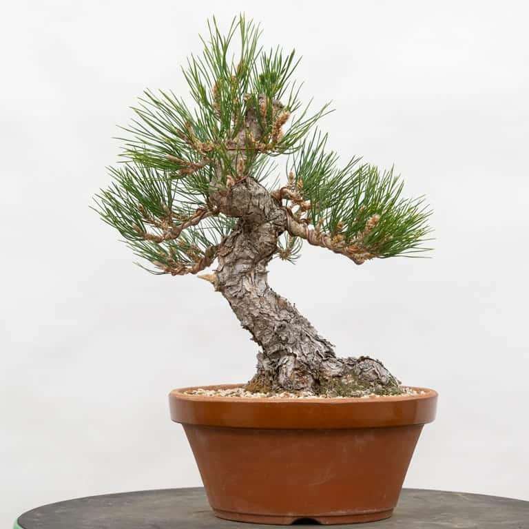 老外蟠扎修剪黑松盆景4年 对比图片