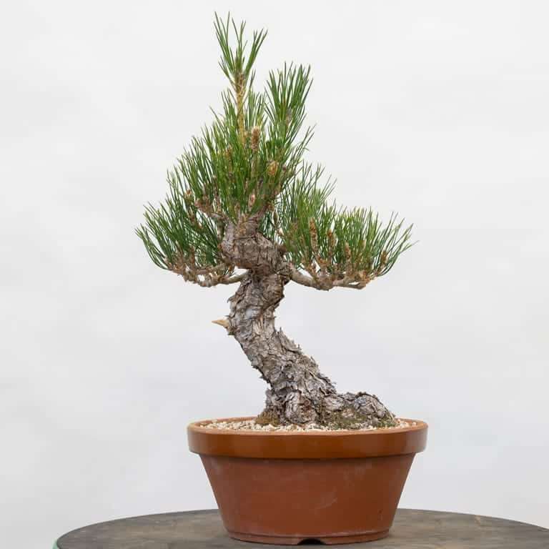 老外蟠扎修剪黑松盆景4年 对比图片