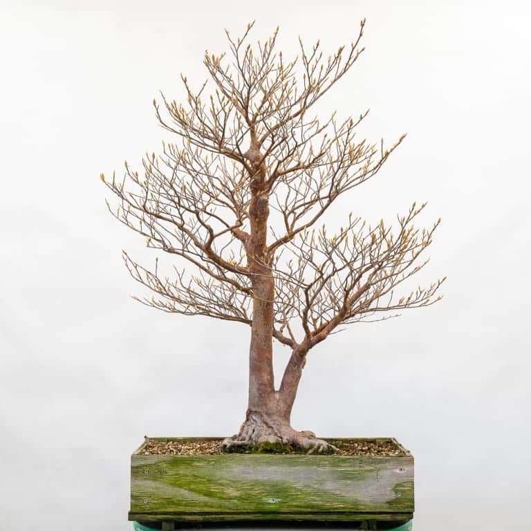 落叶树盆景怎么秋季修剪 前后对比 图片