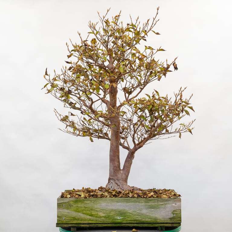 落叶树盆景怎么秋季修剪 前后对比 图片