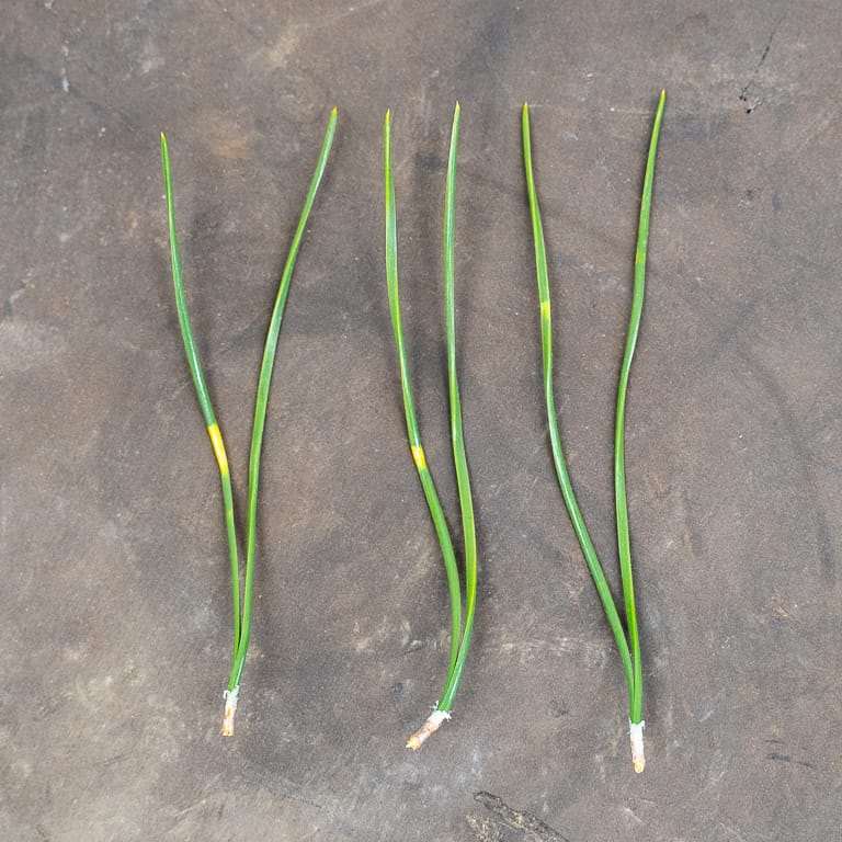 追踪黑松盆景的条带症状 图片