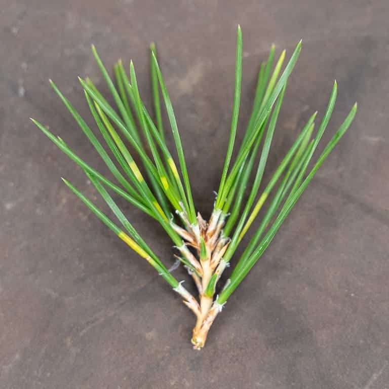 追踪黑松盆景的条带症状