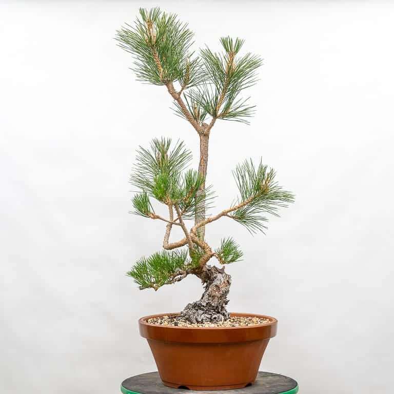 追踪黑松盆景的条带症状