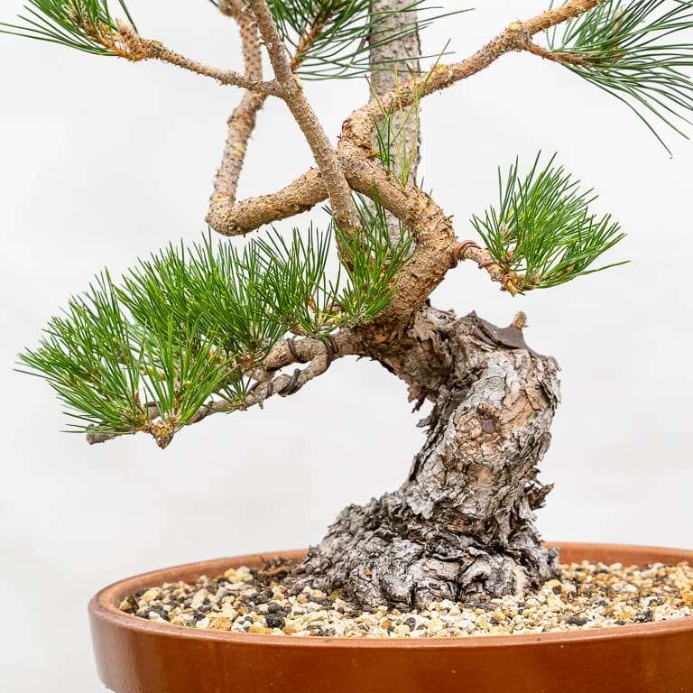 追踪黑松盆景的条带症状