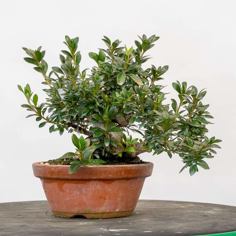 小品小月杜鹃花的秋季大修剪 图片