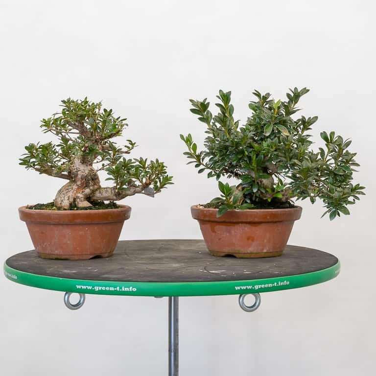 小品小月杜鹃花的秋季大修剪 图片