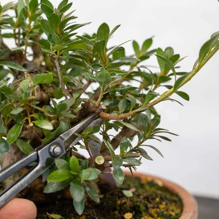 小品小月杜鹃花的秋季大修剪 图片