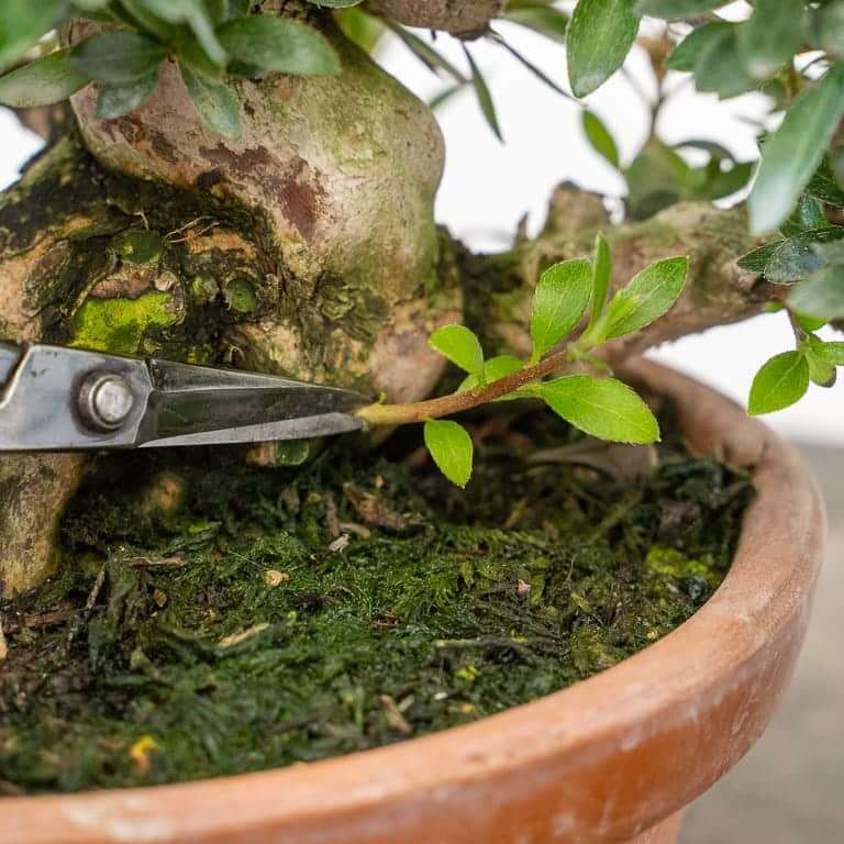 小品小月杜鹃花的秋季大修剪 图片