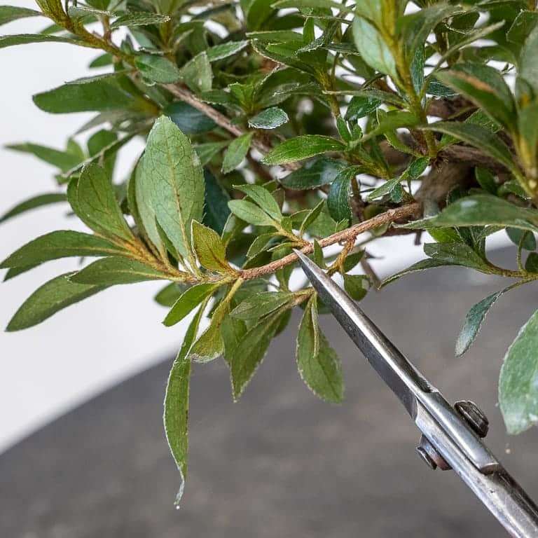 小品小月杜鹃花的秋季大修剪 图片