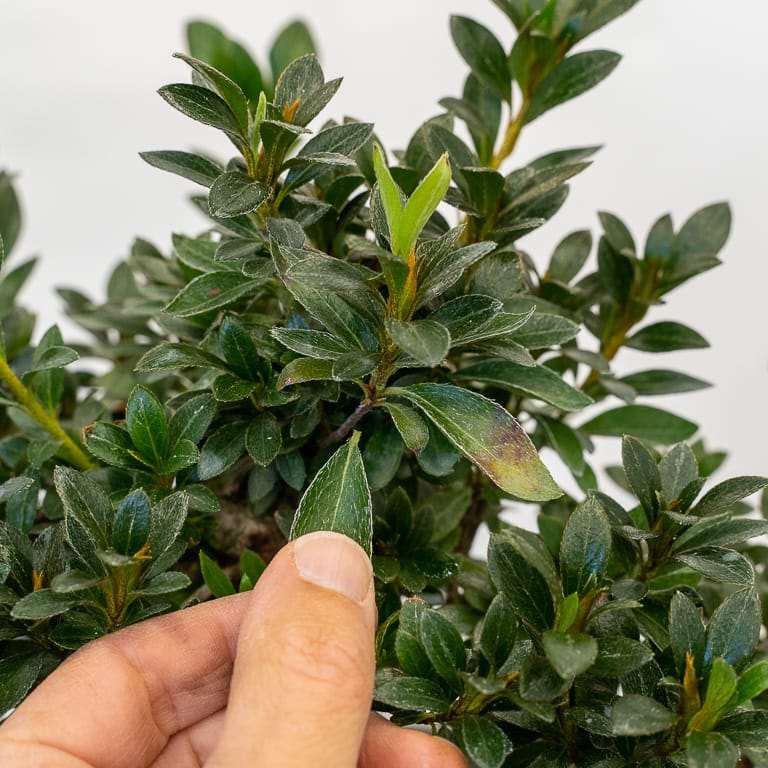 小品小月杜鹃花的秋季大修剪 图片